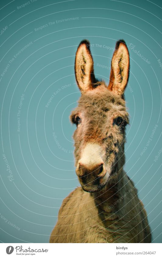 Donkey portrait from frog perspective. Donkey with long erect ears looks curiously at camera 1 Animal Looking Cute Curiosity Donkey face Love of animals