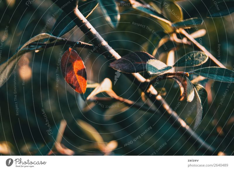 Close-up of cotoneaster franchetii leaves on black bokeh Beautiful Calm Winter Mountain Garden Wallpaper Nature Plant Bushes Leaf Park Forest Dark Natural Wild