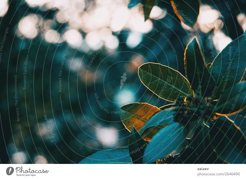 Green leaves of ligustrum lucidum in nature Beautiful Calm Winter Mountain Garden Wallpaper Nature Plant Bushes Leaf Park Forest Dark Natural Wild White Colour