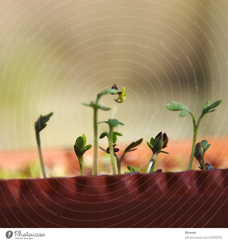 Something's stirring in the cress egg. Food Herbs and spices Nutrition Organic produce Clay pot Growth Natural Positive Green Germinate Beginning Healthy Eating