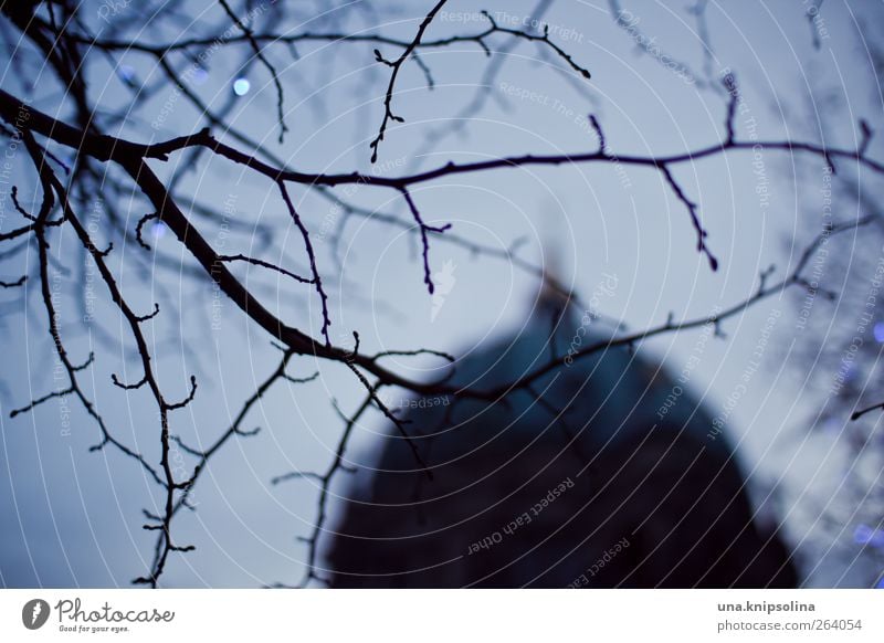 evening Autumn Tree Branch Berlin Church Dome Domed roof Tourist Attraction Monument Berlin Cathedral Dark Moody Colour photo Subdued colour Exterior shot