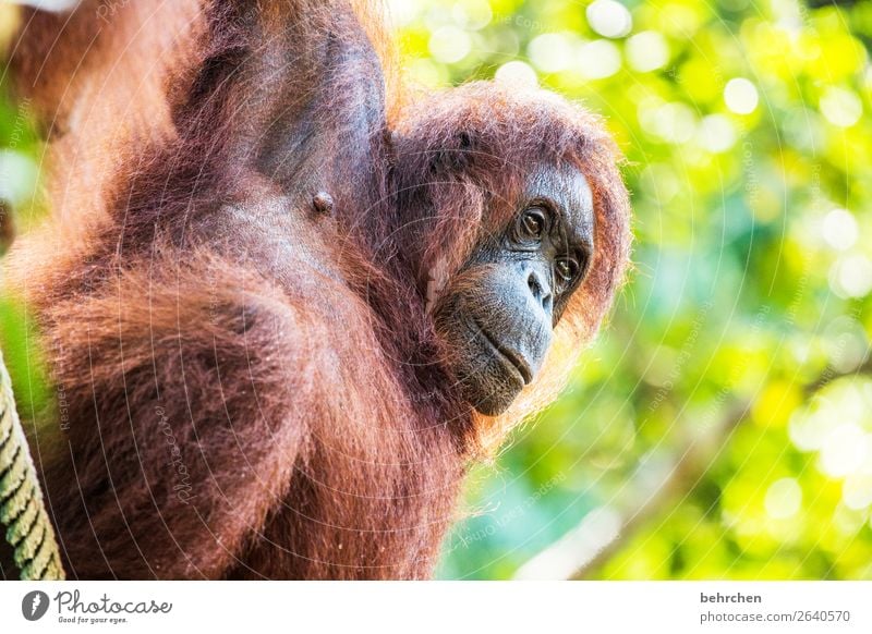 mindfulness | protect animals especially Leaf Tree Impressive Nature Meditative Close-up Blur Animal portrait Wilderness Sarawak Deserted Contrast Borneo