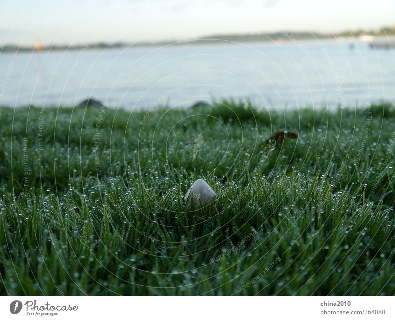 morning meadow Plant Water Drops of water Grass Mushroom Meadow Lake Moody Purity Curiosity Life Environment Growth Dew Colour photo Close-up Deserted Morning