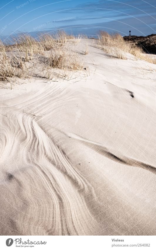 beautiful memories Nature Landscape Coast North Sea Island Discover Relaxation Spiekeroog Dune Marram grass Line Colour photo Exterior shot Copy Space left