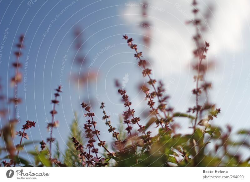 *North traveller - spicy wishes and greetings for you! Food Herbs and spices Basil Summer Garden Plant Agricultural crop Blossoming Growth Green Violet To enjoy