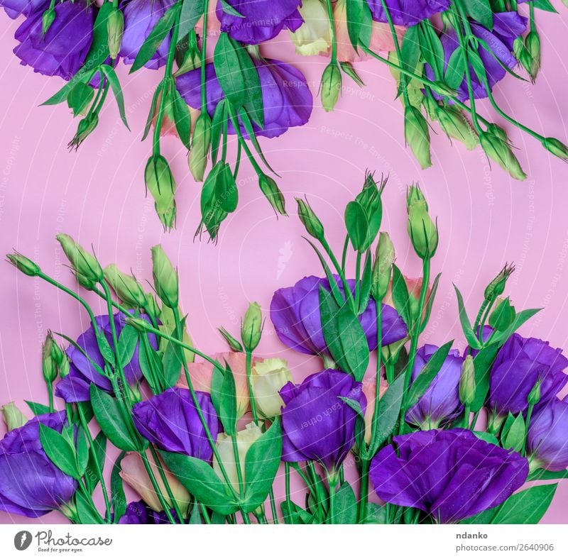 fresh blooming flowers Eustoma Lisianthus Garden Decoration Feasts & Celebrations Valentine's Day Mother's Day Birthday Nature Plant Flower Leaf Blossom Bouquet