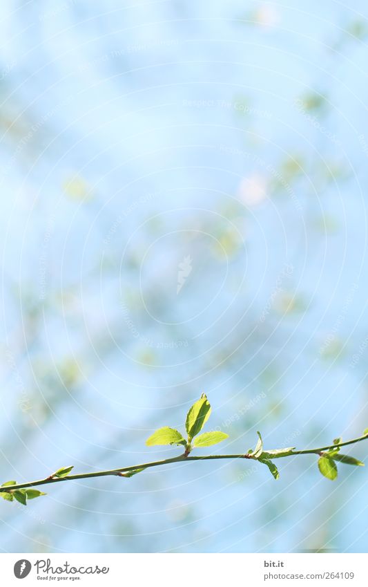 even a NORDREISENDER needs spring... Calm Valentine's Day Mother's Day Wedding Birthday Baptism Nature Plant Sky Spring Bushes Leaf Foliage plant Blossoming