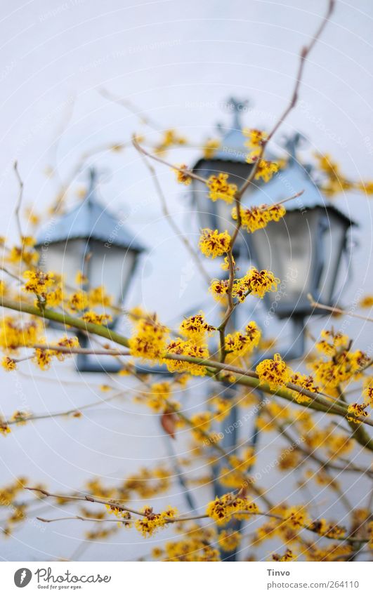 Nordisch by Nature for "North Traveller" Plant Bushes Blue Yellow Exterior lighting Street lighting Lighting Nostalgia Hamamelis japonica Hamamelis blossom Twig