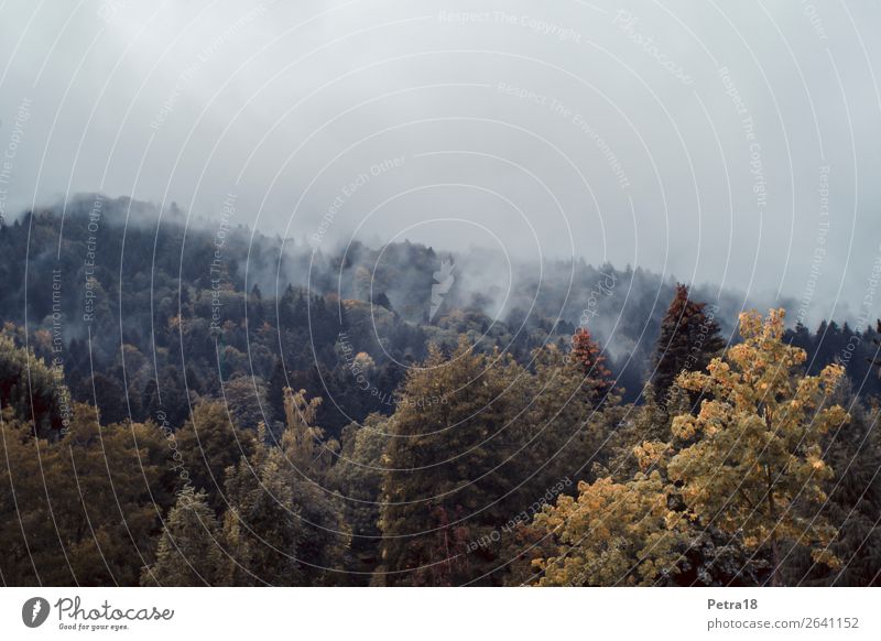 Fog-Autumn-Picture Environment Nature Plant Clouds Forest Hill Europe Blue Brown Yellow Gray Subdued colour Exterior shot Deserted Copy Space top Twilight