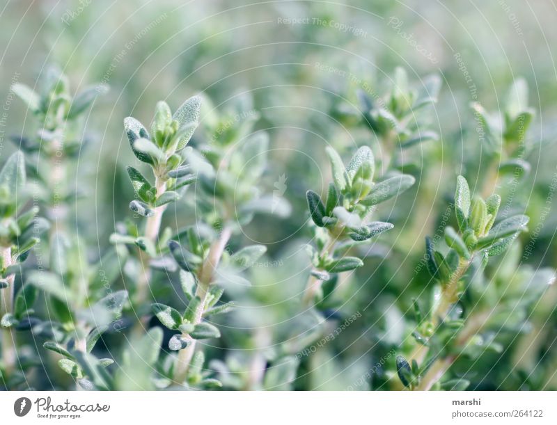 thyme Nature Landscape Plant Spring Summer Leaf Foliage plant Agricultural crop Field Green Herbs and spices Herb garden Blur Colour photo Spicy