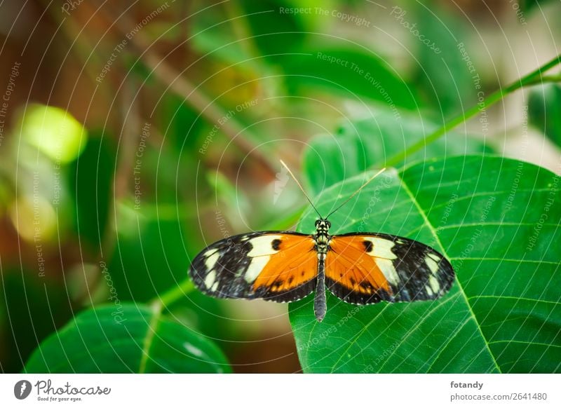 Heliconius melpomene dorsal view_Postman Butterfly Nature Plant Animal Wild animal 1 Green Orange Black Papilio melpomene Camouflage deterrence back view plan