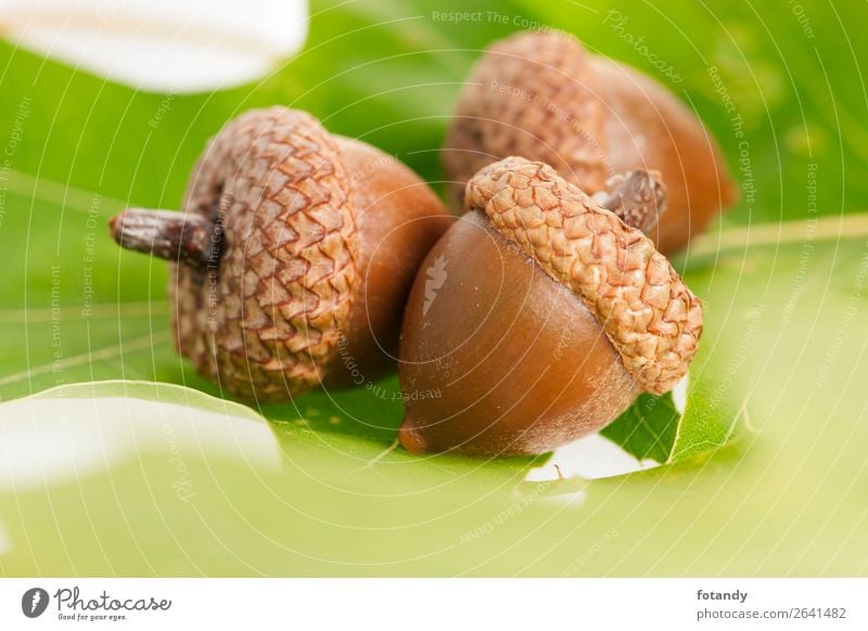 three acorns on oak leaves Nature Plant Autumn Brown Green Still Life Nut nutty 3 Oak leaf Season Colour photo Studio shot Close-up Deserted Copy Space bottom