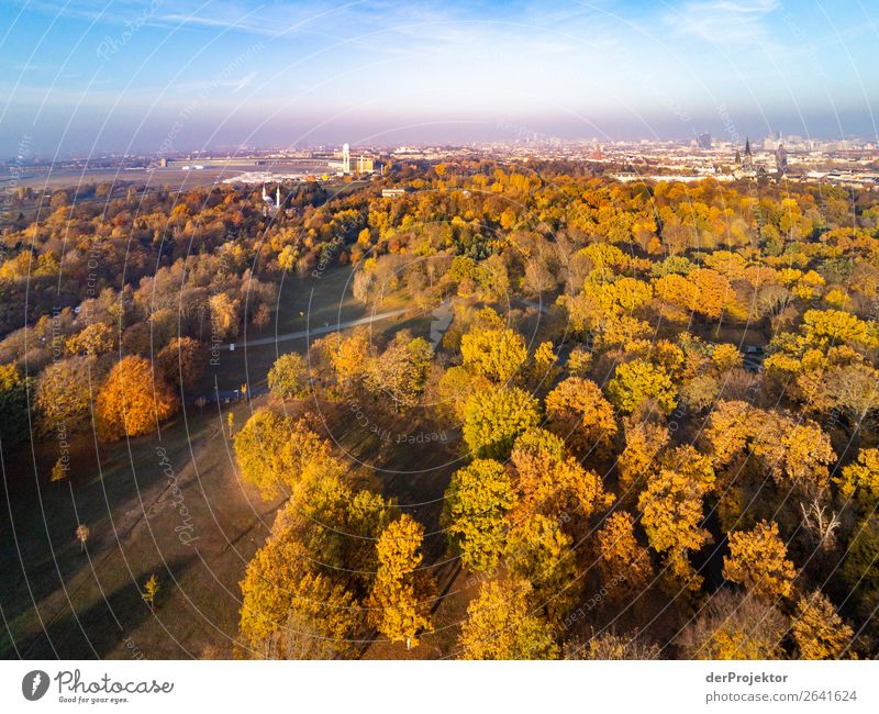 Autumn park Tree Berlin leaves variegated Joerg farys www.dieprojektoren.de ephemeral Deserted Copy Space left Copy Space right Structures and shapes