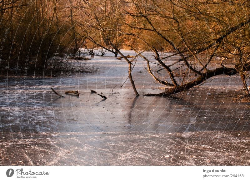 Northbound River- Happy Birthday! Environment Nature Landscape Plant Elements Winter Climate Ice Frost Tree River bank Cold Environmental protection