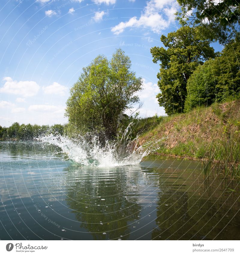 splash Nature Water Drops of water Sky Clouds Summer Beautiful weather Tree Lakeside Movement Authentic Uniqueness Wet Blue Yellow Green White Joy Life Energy