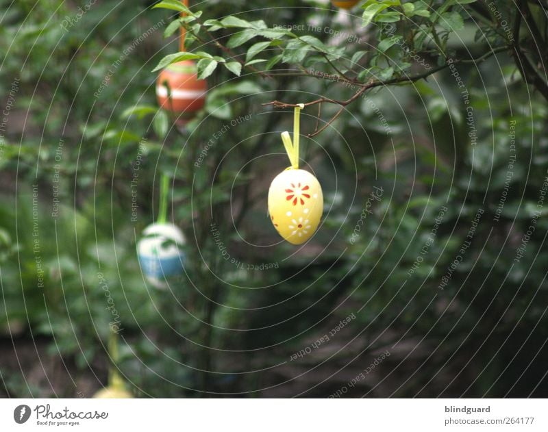 Just let the eggs dangle Elegant Design Easter Art Nature Spring Plant Bushes Leaf Sign Authentic Simple Friendliness Happiness Blue Multicoloured Yellow Green