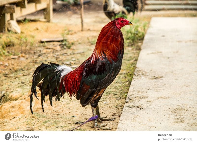 I'm gonna tell you when the world's upside down when the rooster stops crowing;) Vacation & Travel Tourism Trip Adventure Far-off places Freedom Pet Animal face