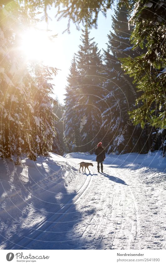 winter walk Life Well-being Trip Winter Snow Winter vacation Human being Feminine Woman Adults Nature Landscape Sun Climate Weather Beautiful weather Tree