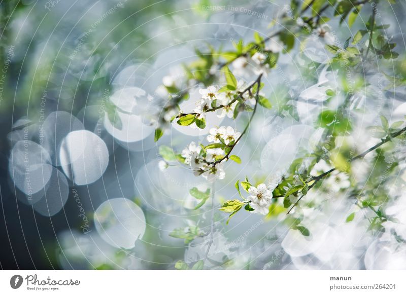 floral Nature Spring Tree Bushes Leaf Blossom Twigs and branches Blossoming Bright Kitsch Spring fever Light green Colour photo Exterior shot Deserted