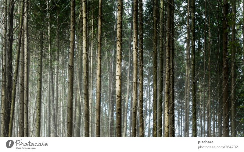 400 trees Nature Tree Forest Dark Natural Green Colour photo Exterior shot Deep depth of field Panorama (View)