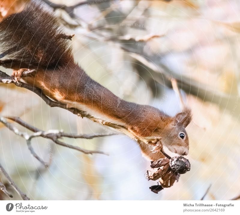 Squirrel stretches out Fruit Nut Walnut Nature Animal Sunlight Beautiful weather Tree Wild animal Animal face Pelt Claw Paw Nose Ear Muzzle Rodent 1 To feed