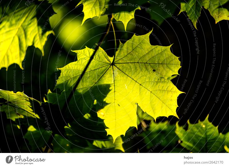 Maple leaf in autumn colours in the Gegegnlicht Design Nature Tree Bright Soft Yellow Black Back-light Green luminescent Brilliant Autumnal Maple tree