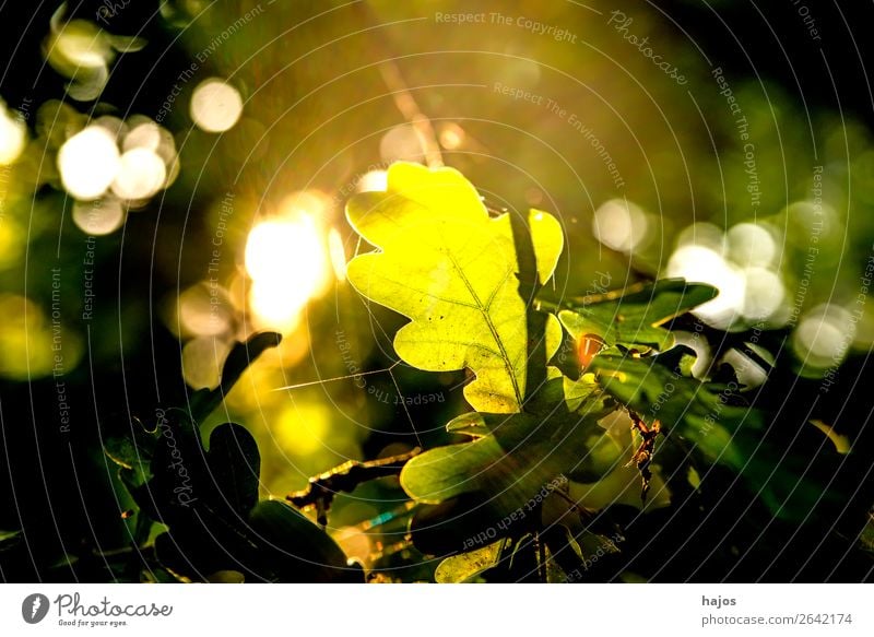 Oak leaf against the light Nature Tree Bright Green Back-light sunny Brilliant luminescent variegated Autumnal discoloured Season Whale Sun romantic Beautiful