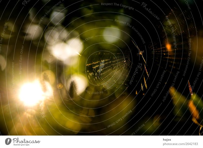 Spider's web in autumn against the light Internet Animal Bright Orb weaver spider Back-light Sunbeam Flashy fauna Autumn depth of field low Background blurred