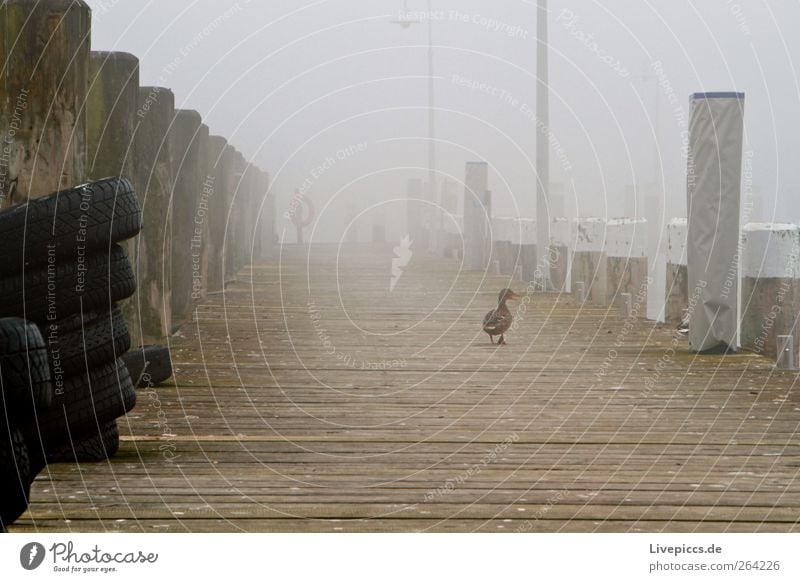 Port lauterbach 2 Animal Deserted Bird Dark Yellow Gray Black White Colour photo Exterior shot Morning Dawn Duck Footbridge Walking Going Rear view Fog 1