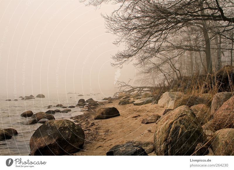 On the yellow bank. Trip Nature Landscape Plant Sand Water Bad weather Fog Tree Bushes Coast Deserted Dark Creepy Cold Yellow Gray Black Adventure Loneliness