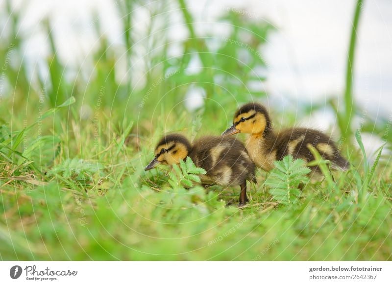 friends for life Animal Wild animal goose chicks 2 Baby animal Happy Cuddly Small Soft Brown Yellow Gold Gray Green Black White Joy Contentment Spring fever