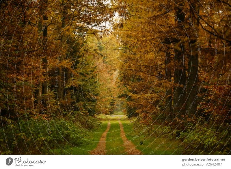 autumn paths Nature Landscape Plant Earth Sand Sky Beautiful weather Tree Grass Bushes Leaf Forest Fantastic Friendliness Positive Brown Yellow Gold Gray Green