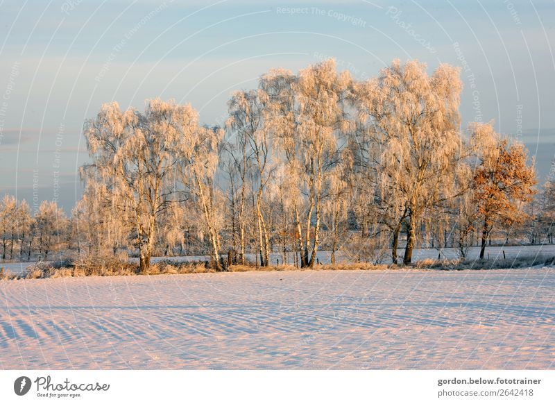 a white cold dress Trip Far-off places Freedom Winter Snow Winter vacation Nature Landscape Plant Elements Sky Sunlight Ice Frost Tree Meadow Field Deserted