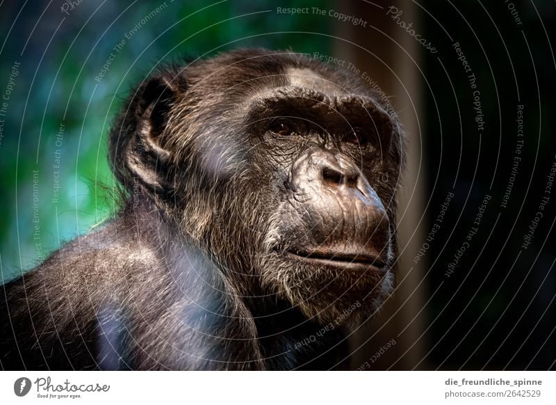 Thoughtful Chimpanzee Nature Animal Climate change Berlin Germany Europe Wild animal Zoo bonobo 1 Brown Gray Green Monkeys Africa Threat Meditative Loneliness