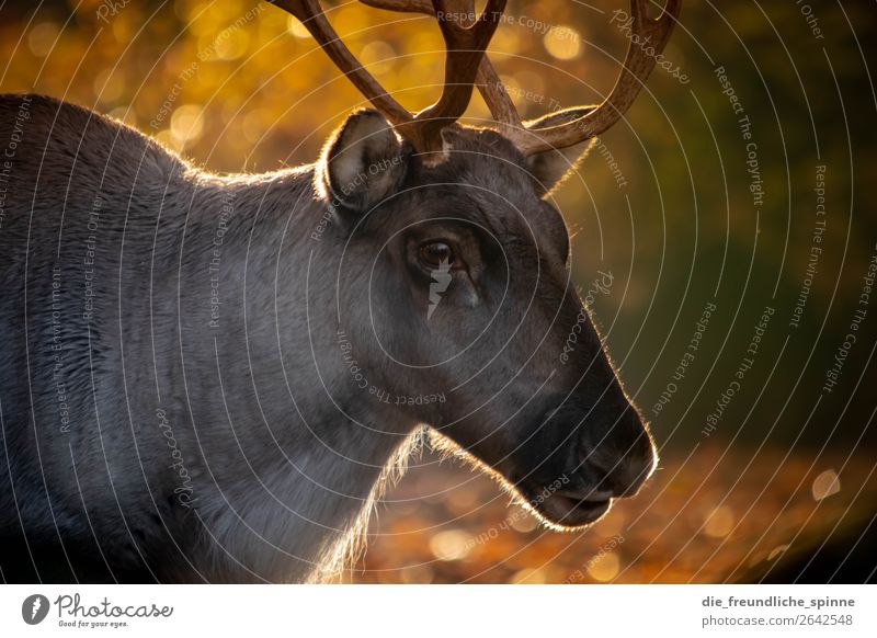 Reindeer in autumn II Animal Sun Sunlight Autumn Beautiful weather Tree Bushes Wild plant Field Forest Berlin Germany Europe Zoo Farm animal Wild animal Deer 1