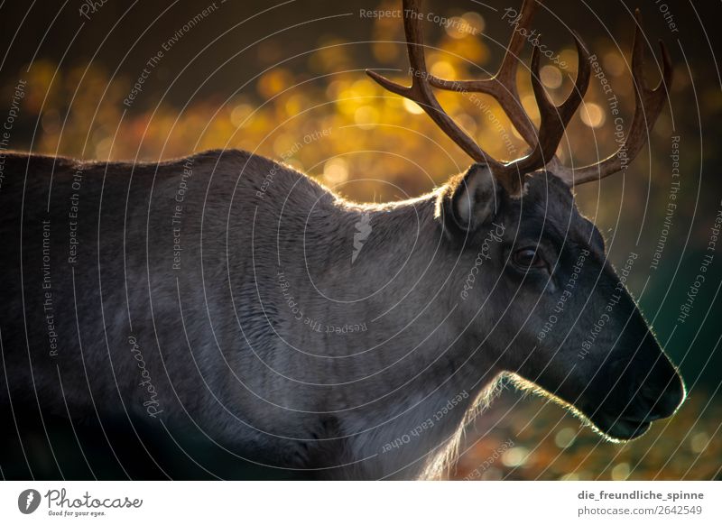 Reindeer in autumn I Animal Sun Sunlight Autumn Beautiful weather Tree Bushes Wild plant Field Forest Berlin Germany Europe Farm animal Wild animal Zoo Deer 1