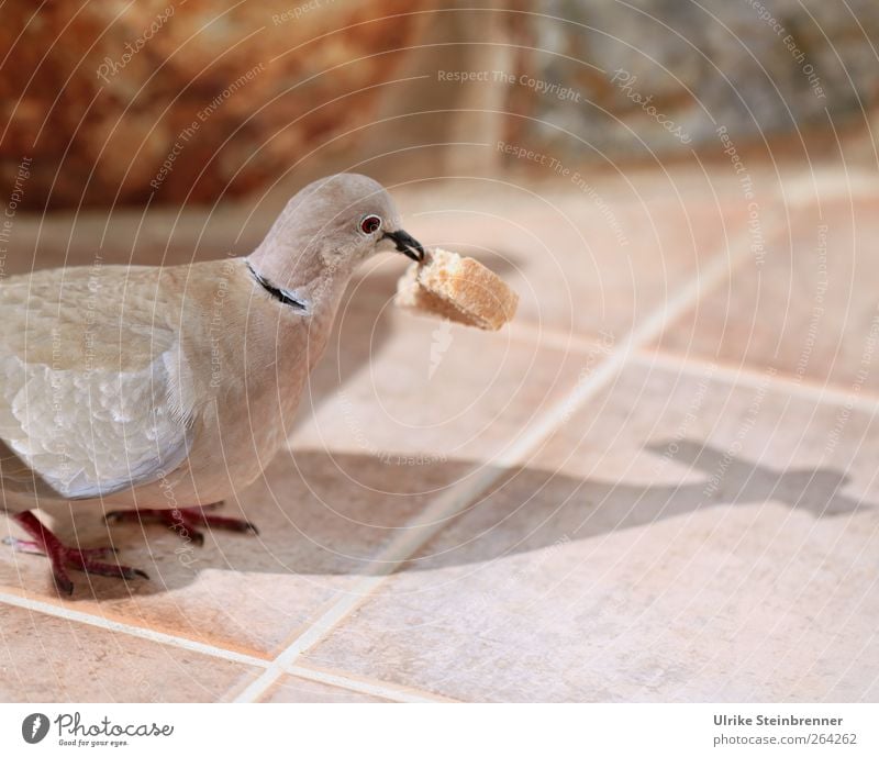 Acquired Animal Wild animal Bird Pigeon 1 To feed Stand wood pigeon Breadcrumbs Feeding Beak Part Tile Crumbs Breakfast Colour photo Subdued colour