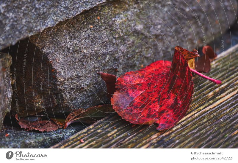 Colour frenzy in autumn Environment Nature Autumn Leaf Terrace Garden Stone Wood Observe Discover Relaxation Sadness Growth Hiking Cry Esthetic Exceptional