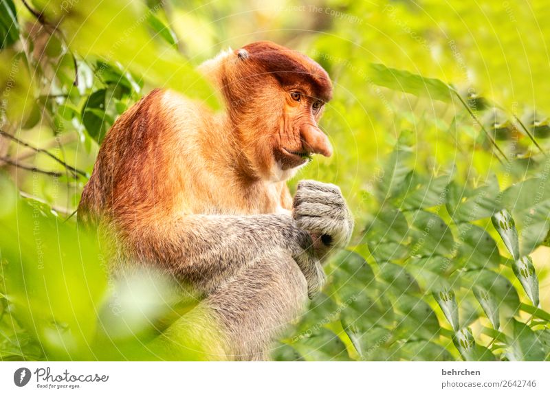 johannes | monkey with big nose Environmental protection Asia Sunlight Animal protection Vacation & Travel Far-off places Adventure Trip Wild animal