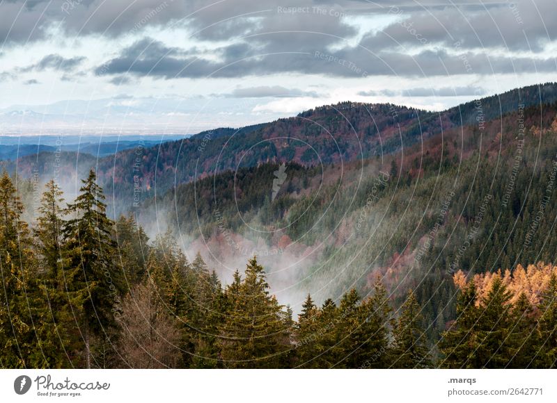 Autumn in the Black Forest Environment Nature Landscape Plant Elements Sky Fog Coniferous trees Mountain Seasons Furtwangen city Colour photo Exterior shot