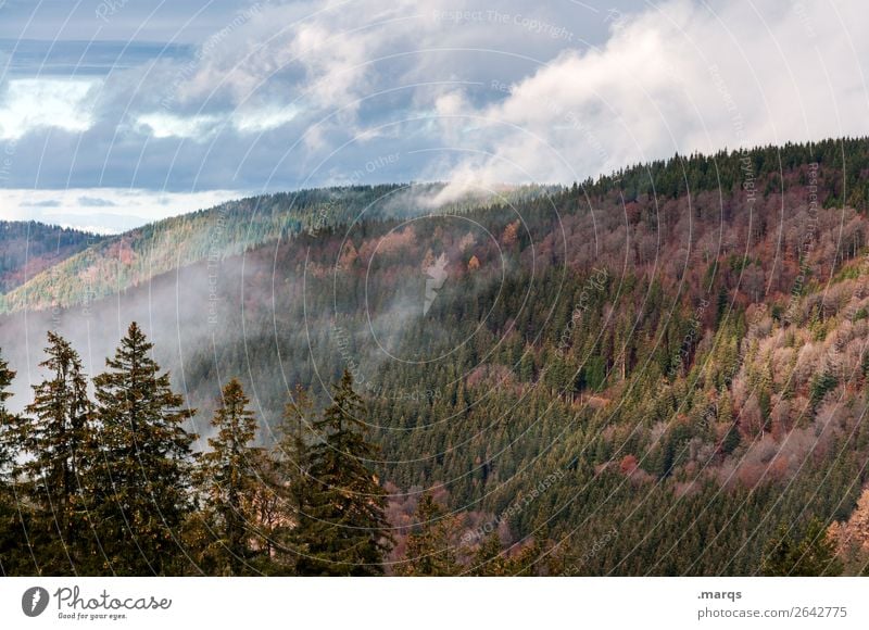 Autumn in the Black Forest Environment Nature Landscape Plant Elements Sky Clouds Fog Coniferous trees Mountain Seasons Furtwangen city Colour photo