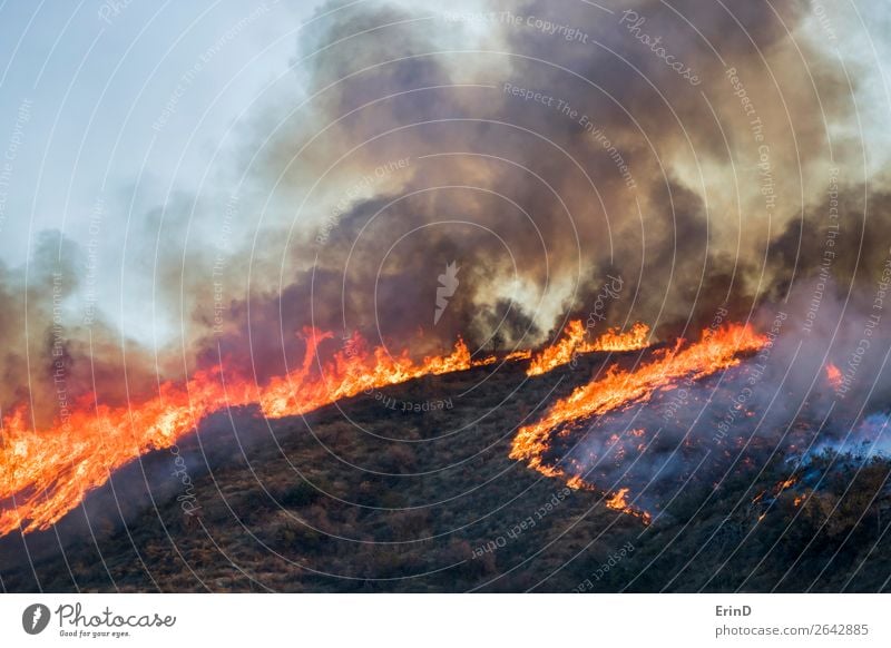 Brush and Tree Landscape Burning with Flame and Smoke Beautiful Environment Nature Hill Heart Cool (slang) Uniqueness Natural Wild Fear Colour Destruction fire