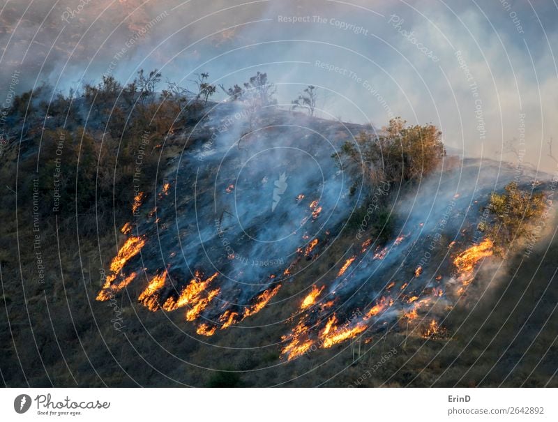 Detail of Fire Burning Ridge with Trees Flames and Smoke Beautiful Environment Nature Landscape Hill Cool (slang) Uniqueness Natural Wild Fear Colour