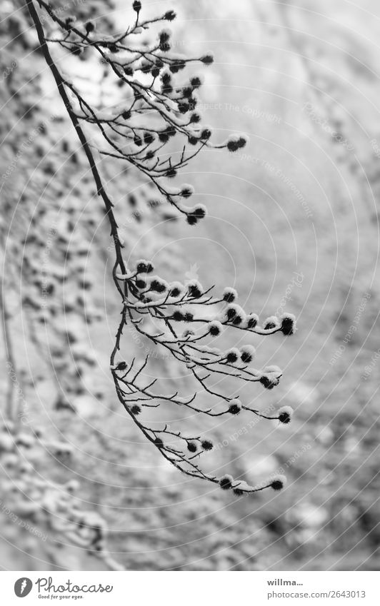 winter hat collection Nature Winter Snow Twig Tree fruit Cold white nichwasfüreinbaum Black & white photo Exterior shot