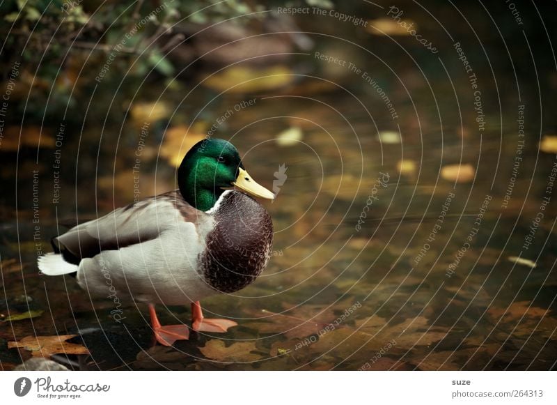 mallard duck Environment Nature Animal Elements Water Weather Beautiful weather Lakeside Pond Wild animal Bird 1 Stand Duck birds Autumnal Autumnal colours