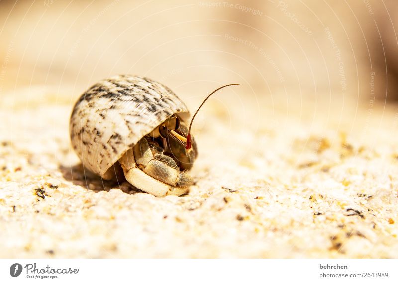 Surprise! First of all, Feel it! Vacation & Travel Tourism Trip Adventure Far-off places Freedom Beach Ocean Wild animal Animal face Hermit crab Mussel Feeler