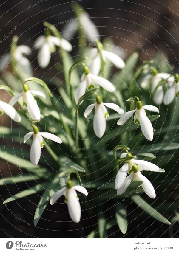 Snowdrop, white skirt Environment Nature Plant Spring Flower Leaf Blossom Foliage plant Scheeglöcken Garden Park Meadow Field Blossoming Hang Fragrance