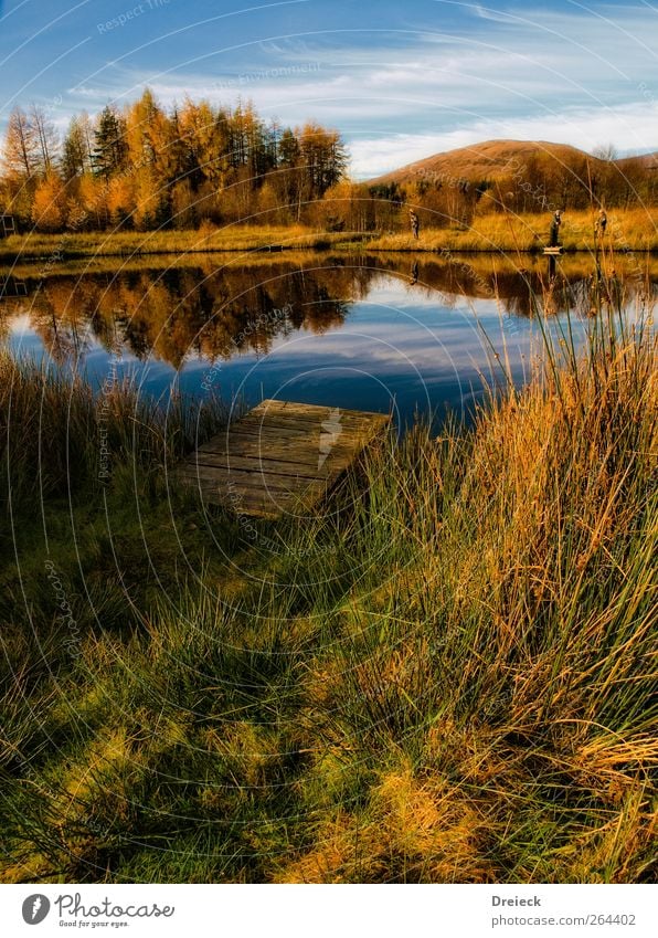 Autumn idyll Human being Environment Nature Landscape Water Beautiful weather Tree Grass Bushes Lakeside River bank Pond Footbridge Blue Brown Multicoloured