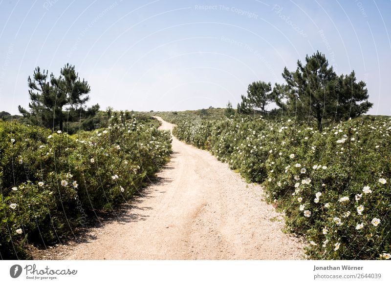 path Trip Adventure Hiking Jogging Environment Nature Landscape Plant Cloudless sky Summer Beautiful weather Tree Flower Blossom Park Lanes & trails Free