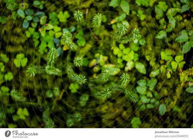 Green forest plants Trip Hiking Environment Nature Plant Earth Grass Moss Leaf Foliage plant Wild plant Forest Bog Marsh Growth Fresh Natural Colour photo